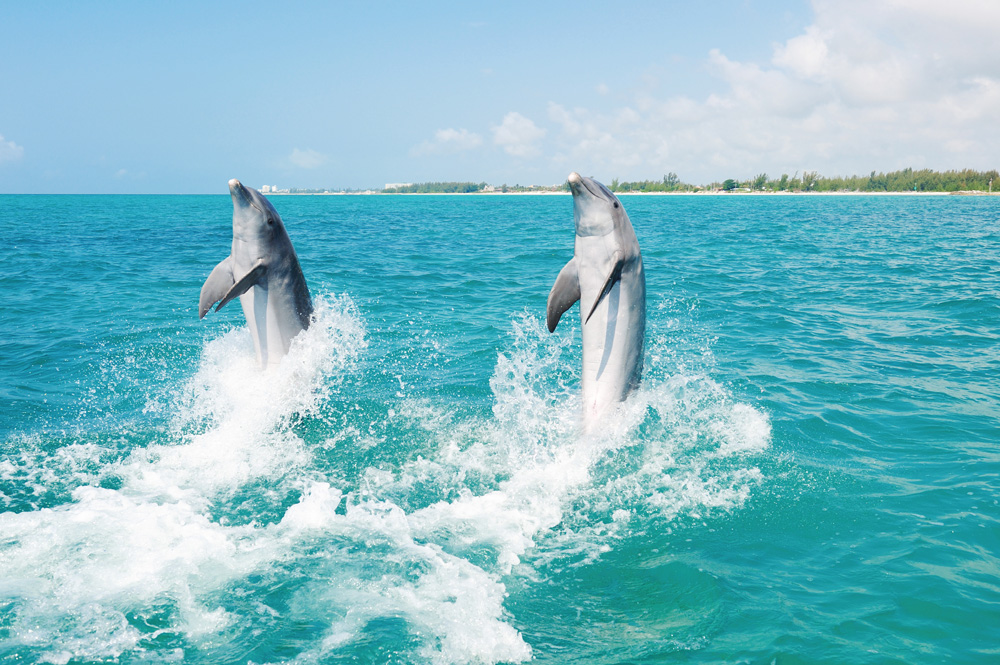 Dolphin diving UNEXSO Grand Bahama Island